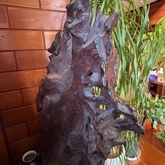 無料　流木オブジェの画像