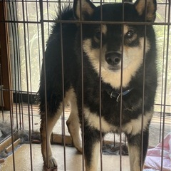 柴犬6歳メス 里親さん募集