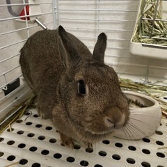 ミニウサギ 半年
