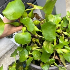ホテイ草　２つ100円の画像
