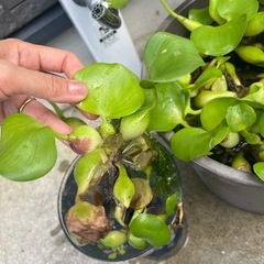 ホテイ草　２つ100円の画像