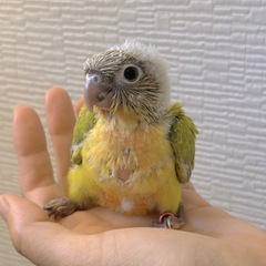 ウロコインコ雛 ご家族募集中🐥