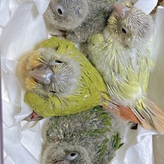 ウロコインコ雛 ご家族募集中🐥 - 地元のお店