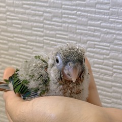 ウロコインコ雛 ご家族募集中🐥 - ペット