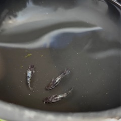 和墨白銀　卵　メダカの画像