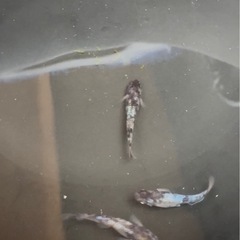 和墨白銀　卵　メダカの画像
