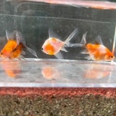 決定！【3匹セット-３】元気な金魚、3匹の画像