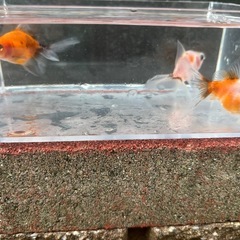 決定！【3匹セット-３】元気な金魚、3匹の画像