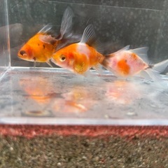 決定！【3匹セット-３】元気な金魚、3匹の画像