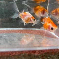 決定！【3匹セット-４】元気な金魚、3匹の画像