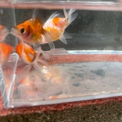 決定！【3匹セット-４】元気な金魚、3匹の画像