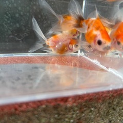 決定！【3匹セット-４】元気な金魚、3匹の画像