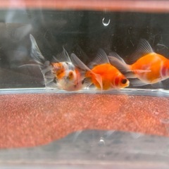 決定！【Fセット】金魚3匹セット（※特徴あり）の画像