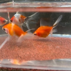 決定！【Fセット】金魚3匹セット（※特徴あり）の画像