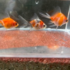 決定！【Fセット】金魚3匹セット（※特徴あり）の画像