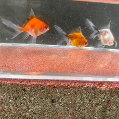 決定！【Gセット】金魚3匹セット（※特徴あり）の画像