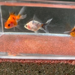 決定！【Gセット】金魚3匹セット（※特徴あり）の画像