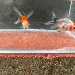 決定！【Gセット】金魚3匹セット（※特徴あり）の画像