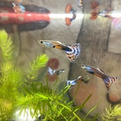 国産レッドグラスグッピー　熱帯魚グッピー稚魚もいます　尾びれ全部綺麗　グッピーの画像