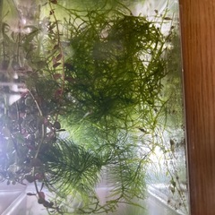ヌマエビ　稚エビ　20〜30ぐらい　水草　セット　の画像