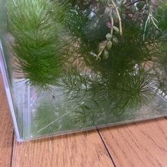 ヌマエビ　稚エビ　20〜30ぐらい　水草　セット　の画像