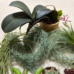 美品　ニコアンド　2   インテリア　造花　涼しさがまします^ ^　の画像