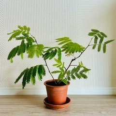 植物エバーフレッシュの画像