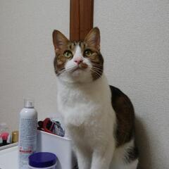 ❪里親募集❫年齢高いですが人懐こい子です