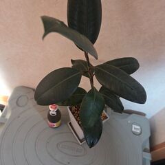 観葉植物　ゴムの木の画像