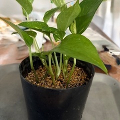 観葉植物　ポトスの画像