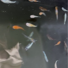 メダカ　ミックス
の画像