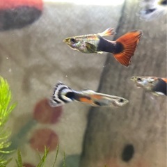 グッピー熱帯魚鑑賞魚　ノーマルグッピー ダンボグッピーの画像