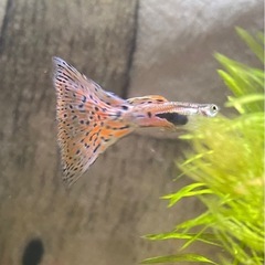 レッドグラスグッピー(国産グッピー) 熱帯魚グッピー2ペア 鑑賞魚 の画像