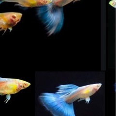 無料グッピー　　9匹の画像