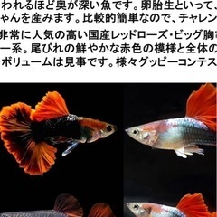 無料グッピー　　9匹の画像