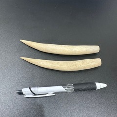 なにかのツノ❓詳細不明です💦の画像