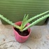 ランキングキーワードに紐づく投稿画像-多肉植物