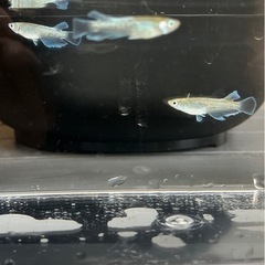 メダカ　エメキンの画像