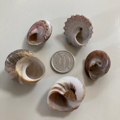 貝殻　巻貝セット　天然素材　1の画像