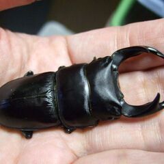 佐賀県産オオクワガタ ♂68ミリ ♀47.7ミリ ペアの画像