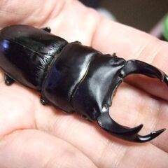 佐賀県産オオクワガタ ♂68ミリ ♀47.7ミリ ペアの画像
