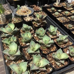 多肉植物 塊根植物の画像