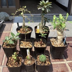 多肉植物 塊根植物の画像