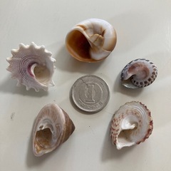 貝殻　巻貝セット　天然素材　2の画像