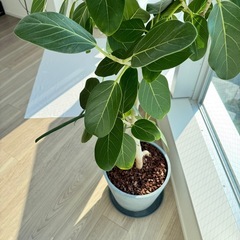 観葉植物 フィカス・ベンガレンシス L　の画像