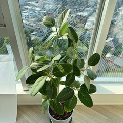 観葉植物 フィカス・ベンガレンシス L　の画像