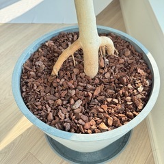 観葉植物 フィカス・ベンガレンシス L　の画像