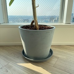 観葉植物 フィカス・ベンガレンシス L　の画像