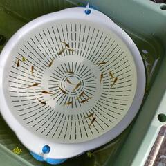 （決まりました😊）【メダカ】極虎 10P20匹（墨弱）の画像