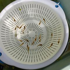 （決まりました😊）【メダカ】極虎 10P20匹（墨弱）の画像